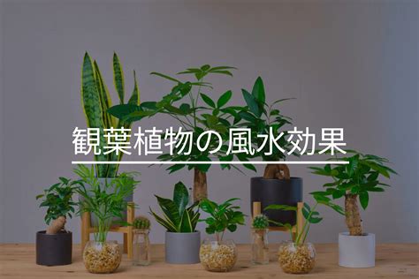 風水 植物|【観葉植物の風水効果】運気を上げるおすすめ品種と。